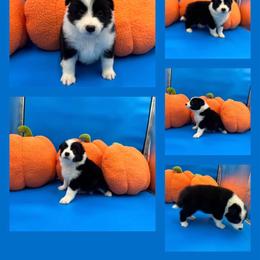 J XL girl 2 - Black and white female Border Collie puppy in Apple Valley, California from Flying S Ranch Border Collies