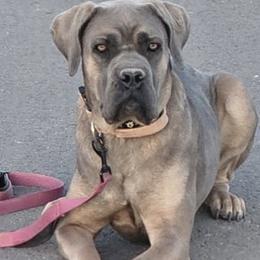 American Bullies, Boerboels, and Cane Corso from PaPaws Gotta Love It Kennels