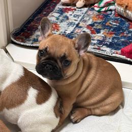 Cypress - Fawn male French Bulldog puppy in Newport, Oregon from Blue Coast Bulldogs