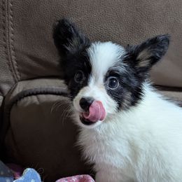 Sweet boy - White and black male Papillon puppy in Joshua, Texas from Summertime Kennels