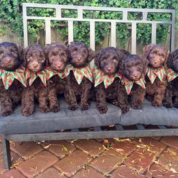 Australian Labradoodle Puppies from Golden Gate Australian Labradoodles