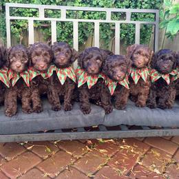 Australian Labradoodle Puppies from Golden Gate Australian Labradoodles