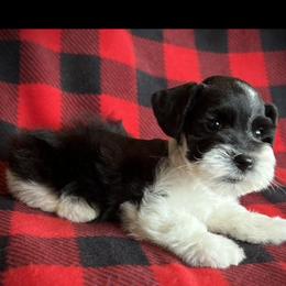 Duke - Parti male Miniature Schnauzer puppy in Paradise, Utah from Highbornschnauzers