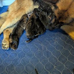 Girl 3 - Sable female German Shepherd puppy in Kingsley, Michigan from Legacy German Shepherds
