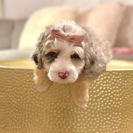 Girl 2 - Tri-color female Bernedoodle puppy in Salt Lake County, Utah from Coco Avenue Pups