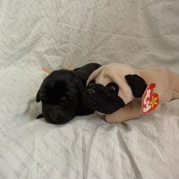 Pugsly - Black male Labrador Retriever puppy in Water Valley, Mississippi from Three Lakes Labs & WHDs