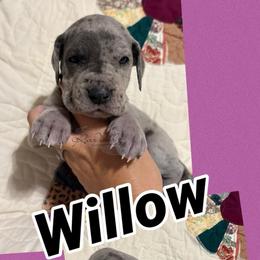 Willow - Merle female Great Dane puppy in Russellville, Arkansas from River Valley Great Danes & Miniature Schnauzers