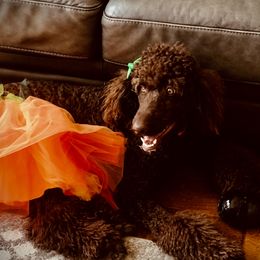 Macy - Poodle