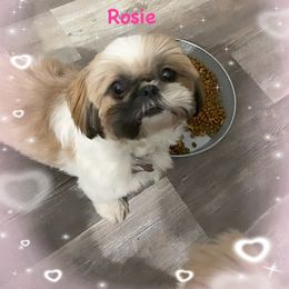 Rosie - Shih Tzu