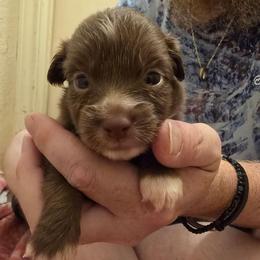 Sakura - Red & white female Toy Australian Shepherd puppy in Arlington, Texas from CopperHead Aussies