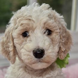 Bernedoodle and Goldendoodle Puppies from Above and Beyond Standards