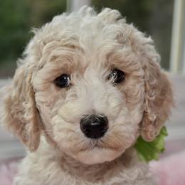 Bernedoodle and Goldendoodle Puppies from Above and Beyond Standards