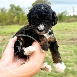 Munster - Orange - Tri-color male Bernedoodle puppy in Rockwall, Texas from Glory Doodles