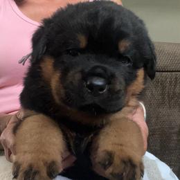 Storm - Black and mahogany male Rottweiler puppy in Crothersville, Indiana from The Solid Rock Kennel