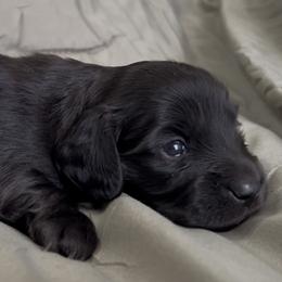Ace - Black male Dachshund puppy in Sheridan, Arkansas from Farmhouse Dachshunds