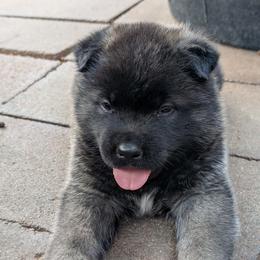 Nebula's Boy 2 - Black male Akita puppy in South Carolina from Sierra Mountain Akitas