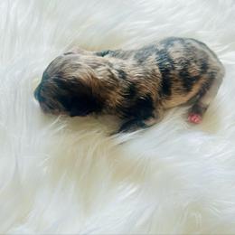 Chewy - Tri-colored male Pomeranian puppy in Hernando, Mississippi from The Pom Squad