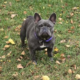 Medusa - French Bulldog