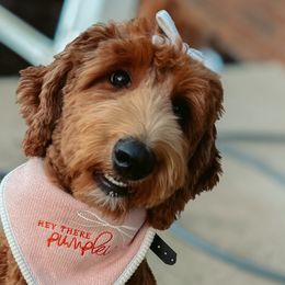 Ellie - Goldendoodle