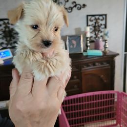 Yorkshire Terrier Puppies from Southeast Virginia Yorkies