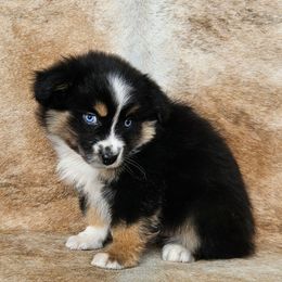 Bubbles - Black tri female Miniature Australian Shepherd puppy in Sw, Wisconsin from Driftless Australian Shepherds