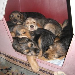 Otterhound Puppies from Blue Fairy Otterhounds
