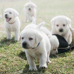 Labrador Retriever Puppies from Polar Bear Farms
