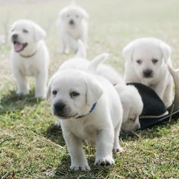 Labrador Retriever Puppies from Polar Bear Farms