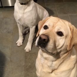 Labrador Retrievers from Labradors of Sunset Valley