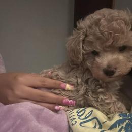 Theo - Apricot male Maltipoo puppy in Cottageville, South Carolina from Mandy's Yorkie's , Yorkiepoo's & Maltipoo's