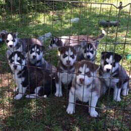 Siberian Huskies from Husky love