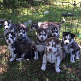 Siberian Huskies from Husky love