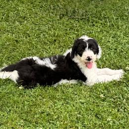 Green - Black and white female Sheepadoodle puppy in Prairie Du Chien, Wisconsin from Hicklin Hollow Ranch
