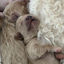 Goldendoodle and Poodle Puppies from Desert Ridge Doodles