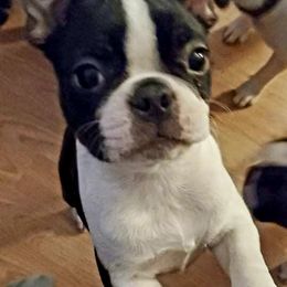 Boston Terrier Puppies from Big Sky Bostons