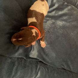 German Shorthaired Pointer and Jack Russell Terrier Puppies from Ivy Creek Kennels