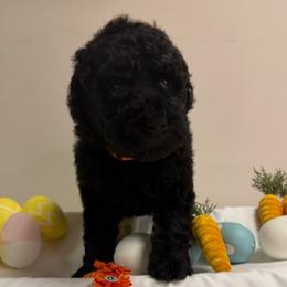 Sprout - Black male Poodle puppy in Cold Brook, New York from Tamarack Therapy Dogs
