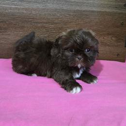 Trixy Girl 2 - Liver female Shih Tzu puppy in Meadows Of Dan, Virginia from Walt’s Shih Tzus