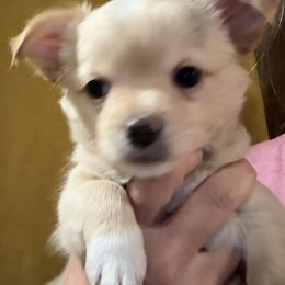 Mason - Cream and white male Chihuahua puppy in Brooklyn, Connecticut from Ladybug Chihuahuas