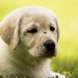 Australian Shepherds and Labrador Retrievers from RainyDaze Labradors and Aussies