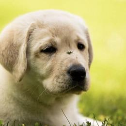 Australian Shepherds and Labrador Retrievers from RainyDaze Labradors and Aussies