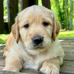 Rufus - Golden male Golden Retriever puppy in Doniphan, Missouri from Stockford’s Golden Retrievers