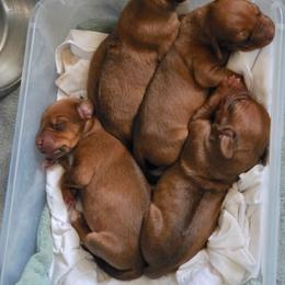 Rhodesian Ridgeback puppies from Haley Gross's 	Rhodesian Ridgebacks and Minature Pinchers