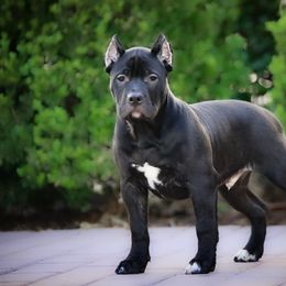 American Bully Puppies from Manuia Kennels