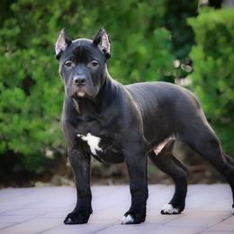 American Bully Puppies from Manuia Kennels