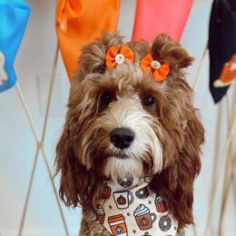 Goldendoodle Puppies from Graystone Doodles