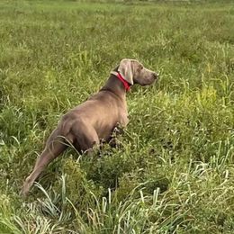 Goose - Weimaraner