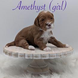 Amethyst - Red  female Goldendoodle puppy in Beverly Hills, Florida from Bundle of Joy Doodles