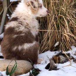 Australian Shepherd Puppies from Black Canyon Corral Aussies
