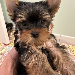 Boy 2 - Yorkshire Terrier puppy in Frederick, Maryland from Maria Rodriguez